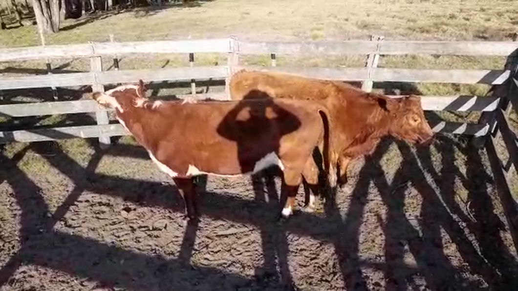 Lote (Vendido)2 Vacas de Invernada a remate en PANTALLA FEDERICO GARLAND 470kg -  en AGRACIADA