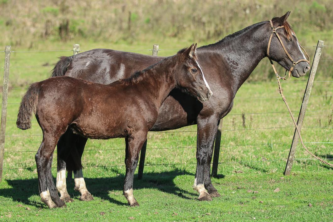 Lote Golondrina Del Ombu