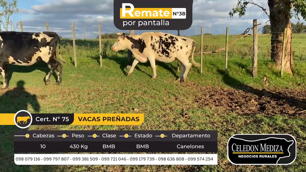 Lote 10 Vacas preñadas en Canelones