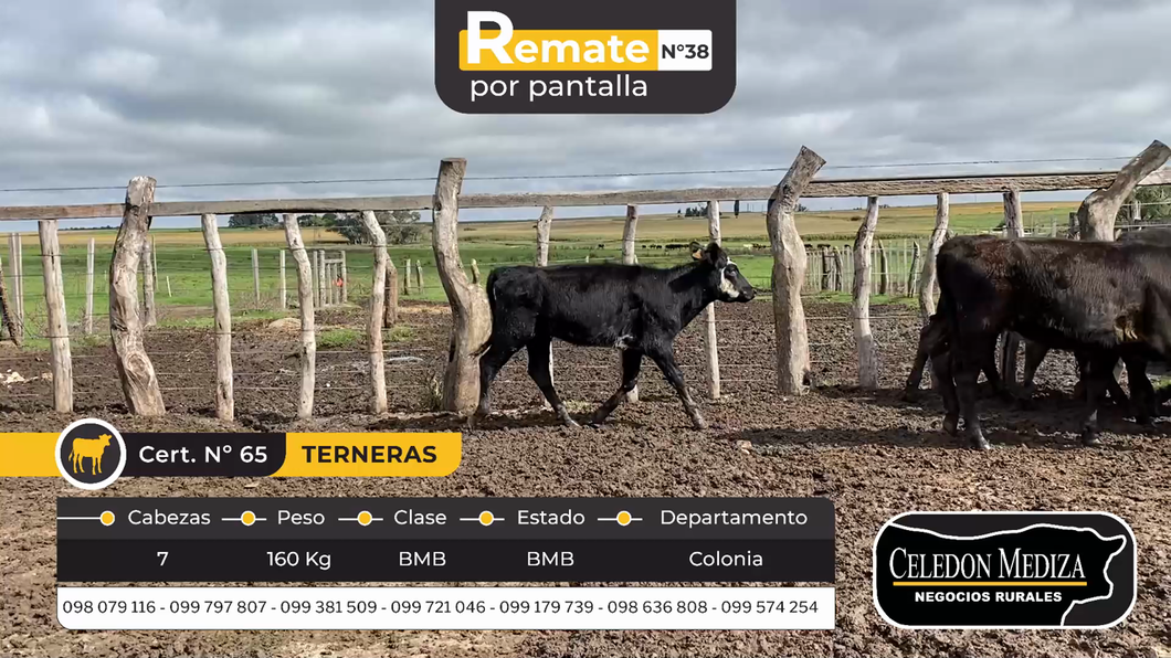 Lote 7 Terneras en La Horqueta, Colonia