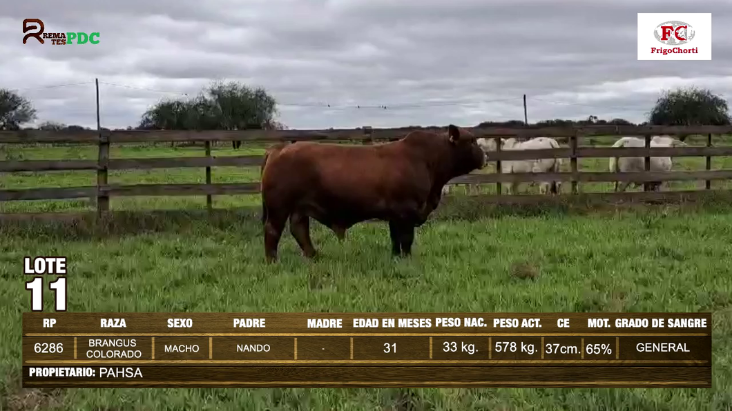 Lote Machos BRANGUS COLORADO a remate en Expo Pioneros 23 de Mayo 2024 en Pioneros del Chaco S.A.