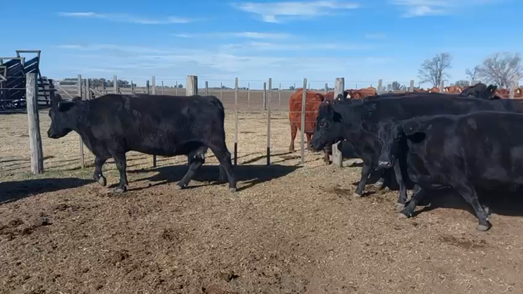 Lote 47 Vacas en Los Toldos, Buenos Aires