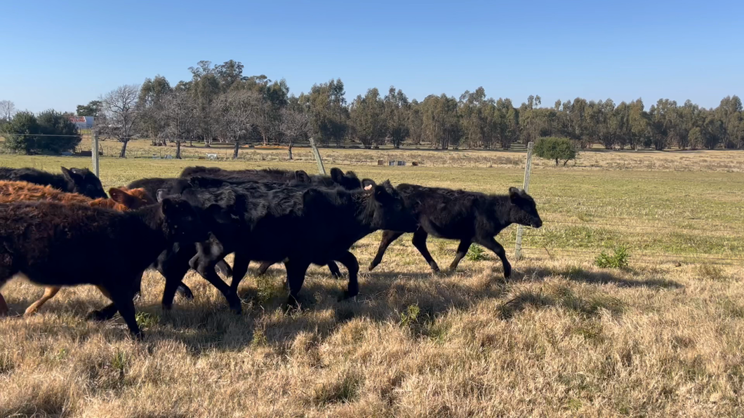 Lote TERNERAS