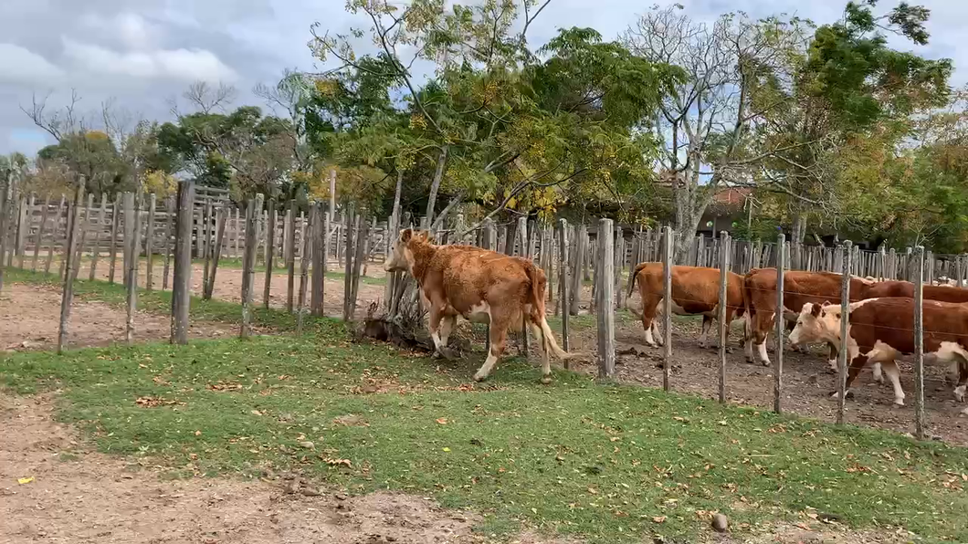 Lote 1 Vacas de Invernada en Melo, Cerro Largo