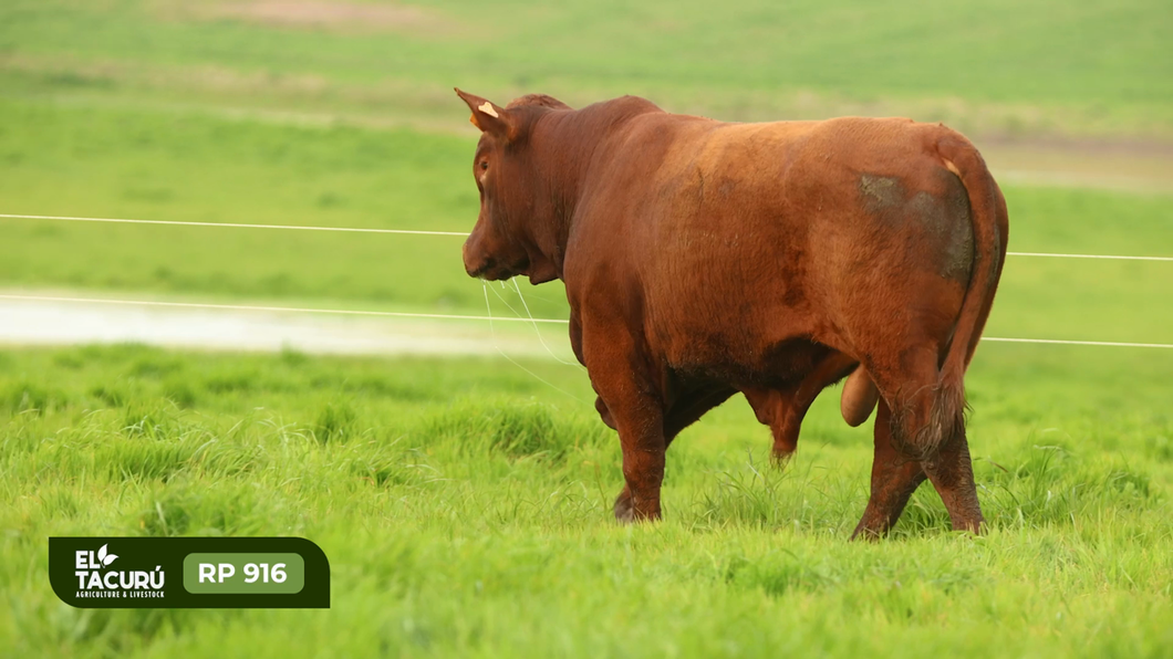 Lote Toros a remate en Subasta Virtual El Tacuru, Montevideo