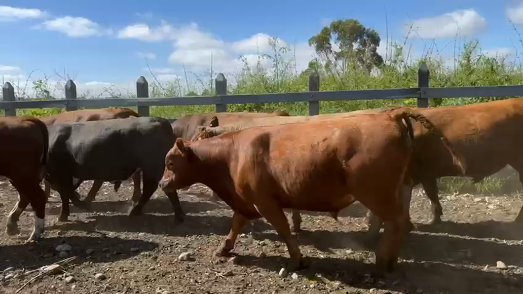 Lote 44 Novillo Gordo en Osorno, X Región Los Lagos