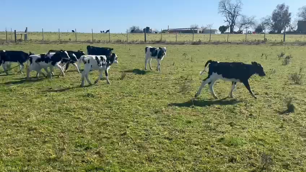 Lote 11 Terneros Holandos a remate en Pantalla Aniversario - Escritorio Camy 90kg -  en Pavon