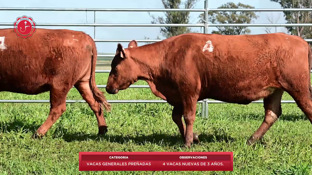 Lote 4 Vacas preñadas a remate en 8º Remate Anual - Estancia Romanza 450kg - , Tacuarembó