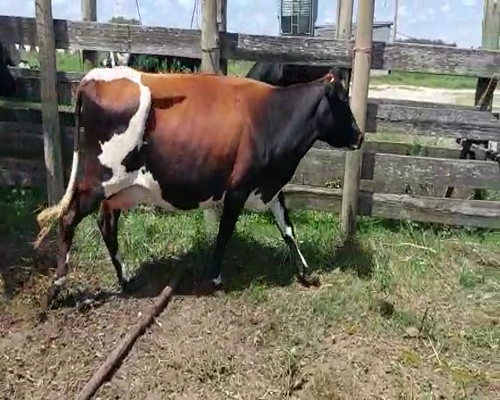 Lote (Vendido)4 Vacas de Invernada CRUZAS a remate en Pantalla Camy - Febrero 2022 460kg - , San José
