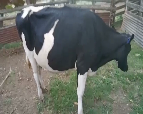 Lote Vaca