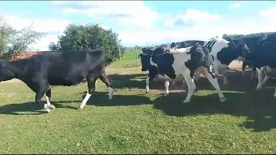 Lote 17 Vacas de Invernada Holando a remate en Pantalla Camy en Carreton