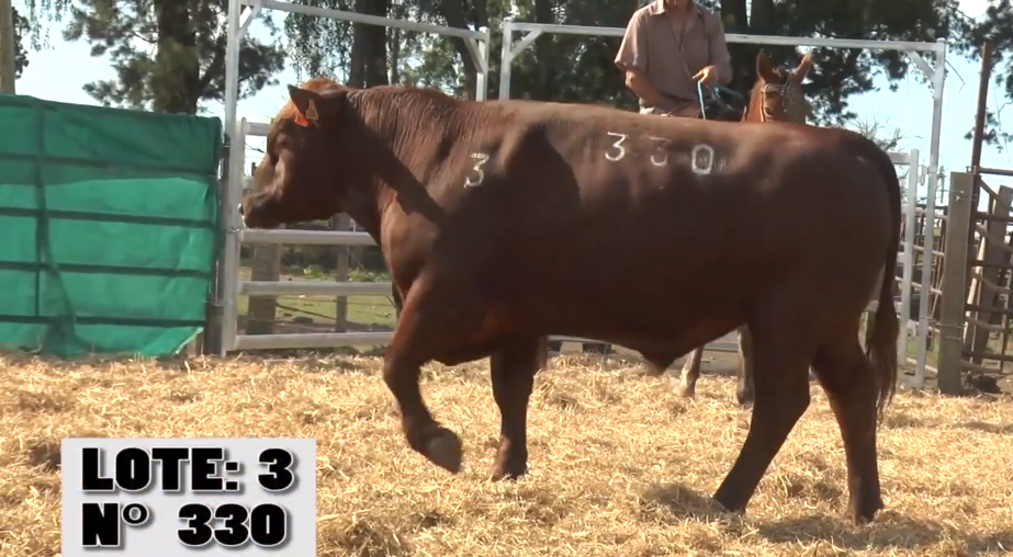 Lote 3 Toros a remate en Remate La Empastada , Artigas