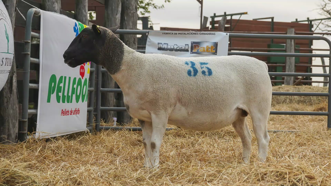 Lote DORPER HEMBRA