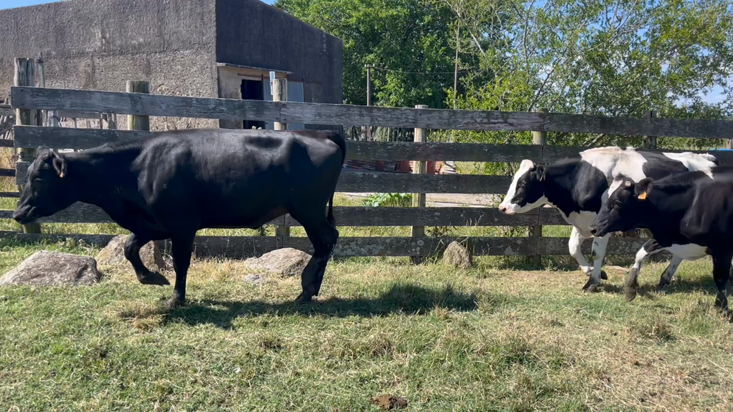 Lote VAQUILLONAS 1 a 2 AÑOS