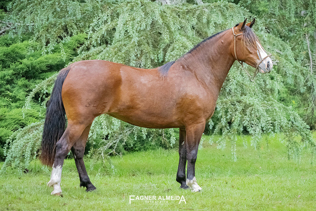 Lote QUELEN LUNA PLATEADA