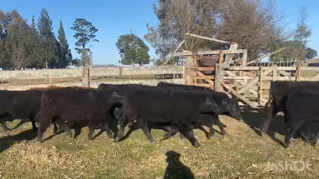 Lote 65 Terneros en Ayacucho, Buenos Aires