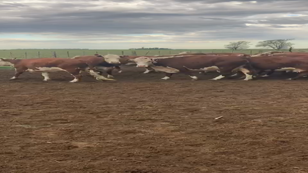 Lote 64 Vacas nuevas C/ gtia de preñez en Coronel Hilario Lagos, La Pampa