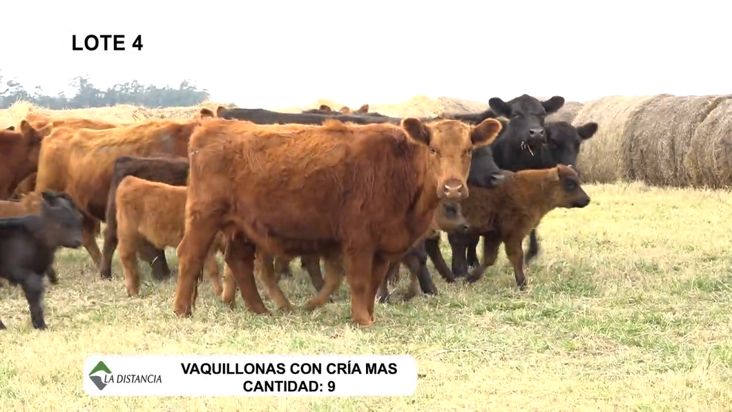 Lote Vaquillonas Mas Paridas