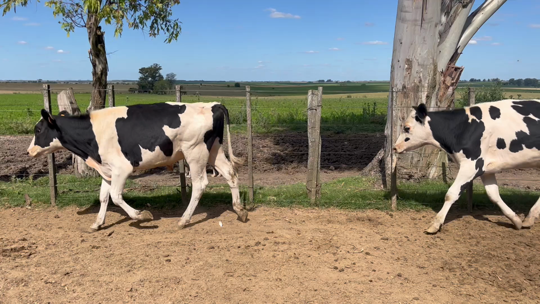 Lote NOVILLOS 1 a 2 AÑOS