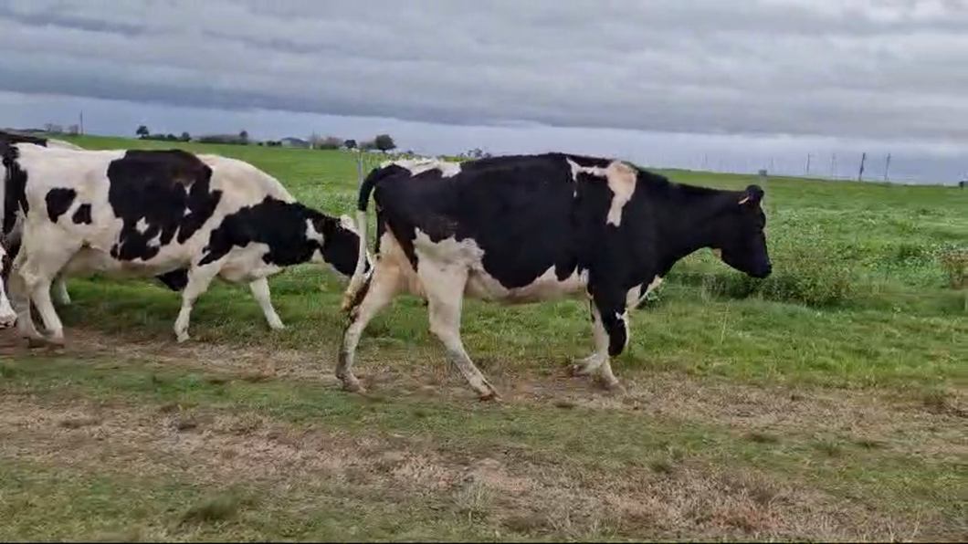 Lote 8 Vacas de Invernada Holando a remate en Pantalla Camy  en Cosmopolita