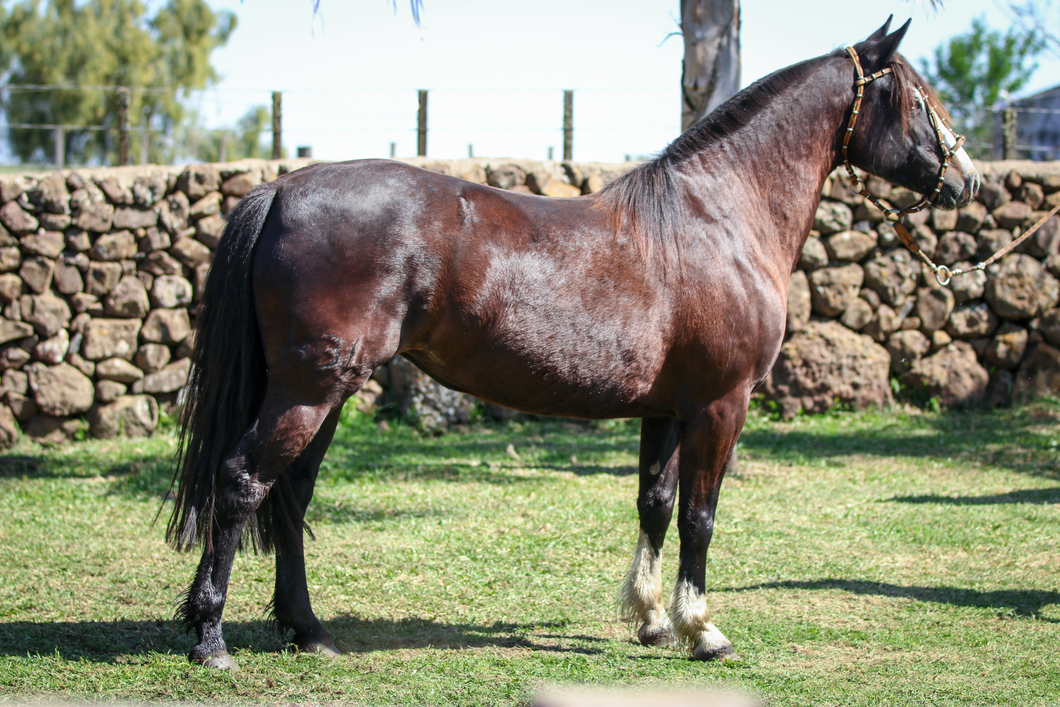 Lote Santa Ines Artiguense