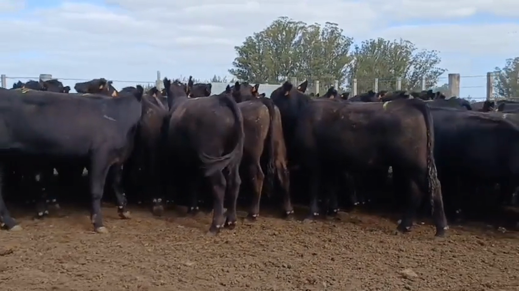 Lote 49 Novillos 1 a 2 años ANGUS a remate en #42 Pantalla Carmelo  375kg -  en CERROS DE LAS ARMAS