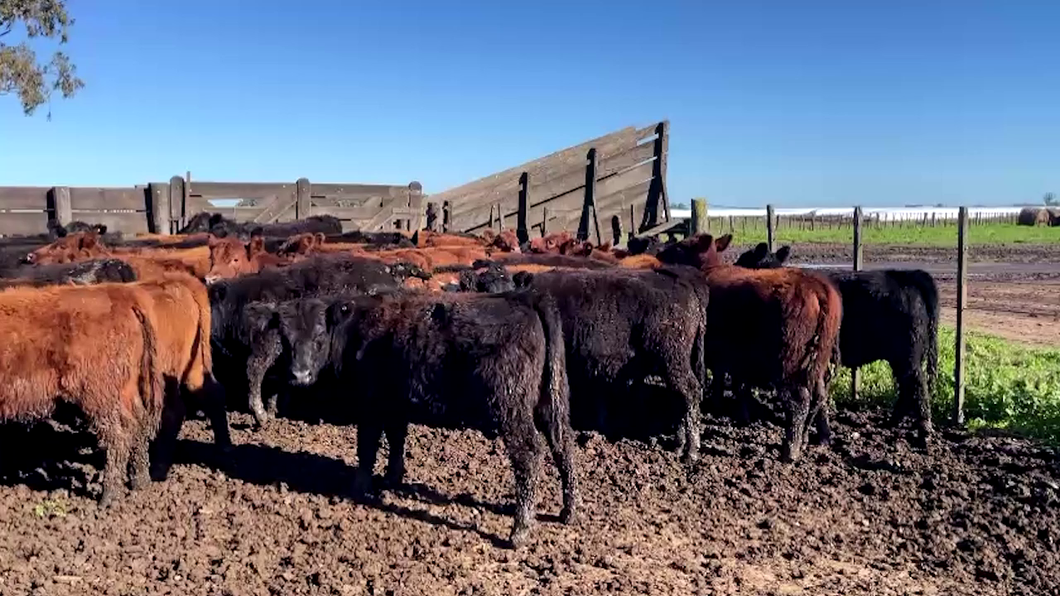 Lote 65 Vaquillonas