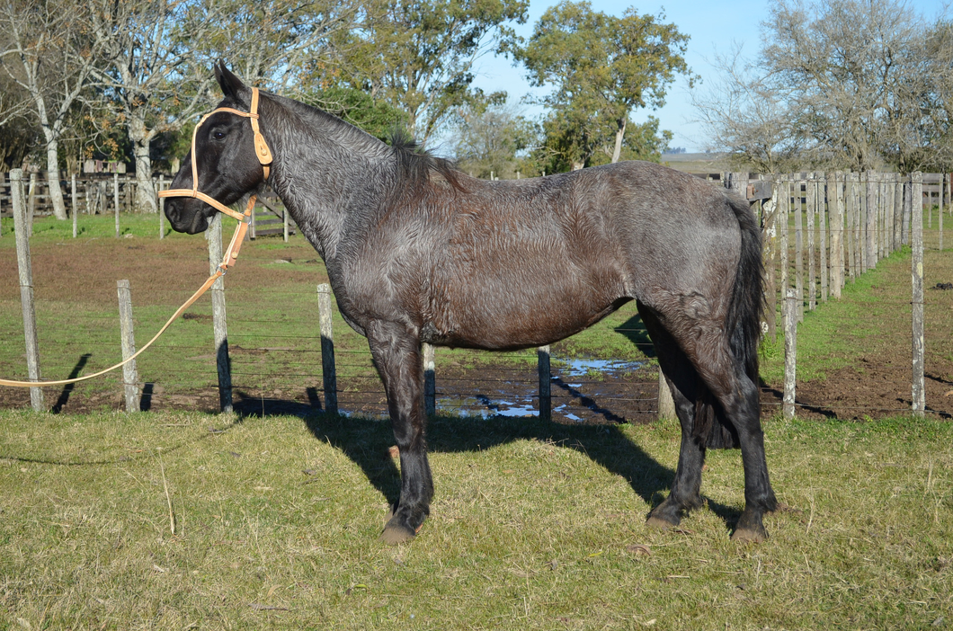 Lote LUZ NEGRA DEL QUEGUAY