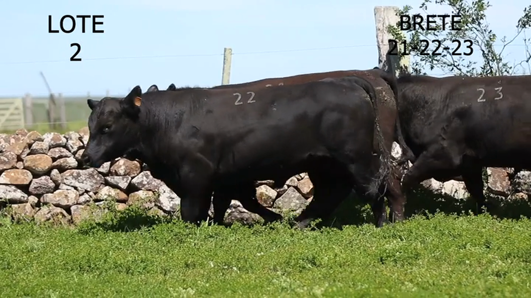 Lote 3 Toros Angus a remate en 6° remate anual de Santa Ines 2023, Artigas