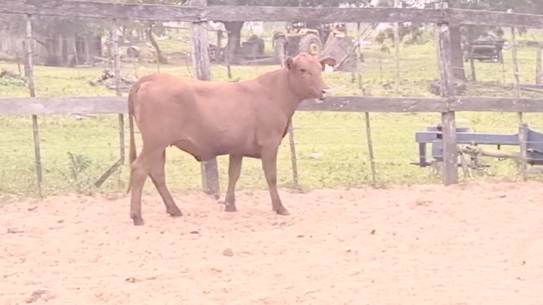 Lote Vaquillas Brangus a remate en Pantalla El Plantelaso 290kg -  en Cnel. Oviedo