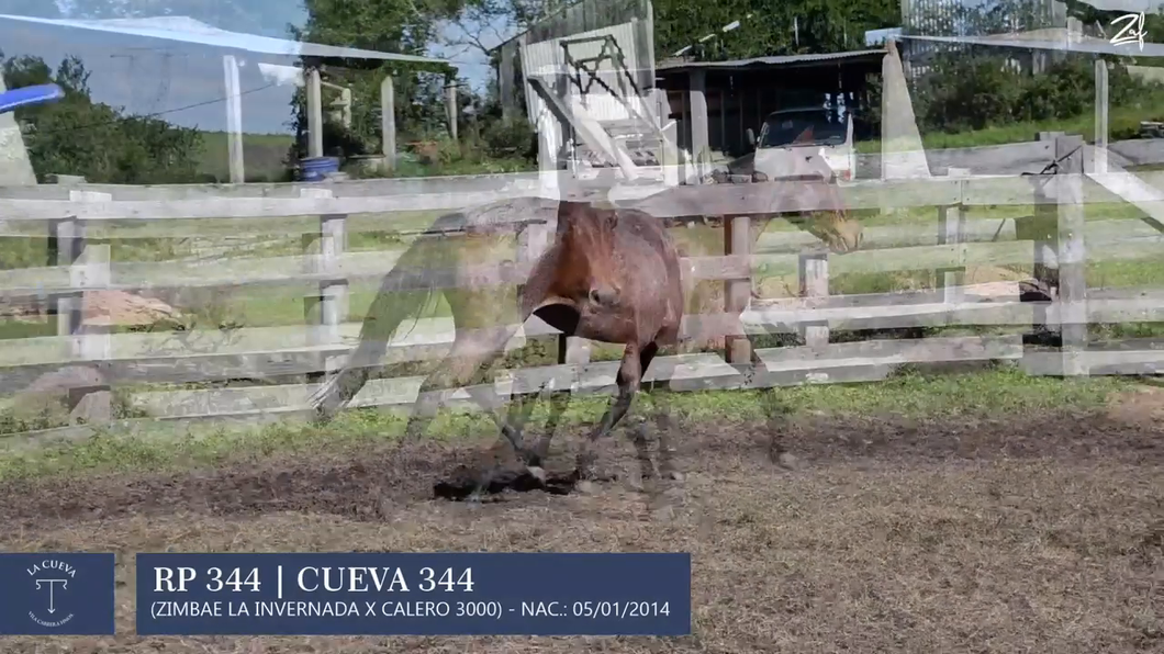 Lote Yegua de andar