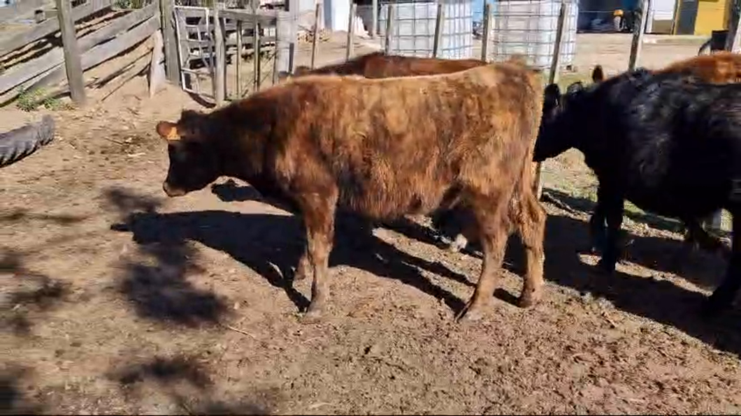 Lote 12 Terneros y Terneras Angus y Cruzas a remate en Pantalla Camy  en Cardal