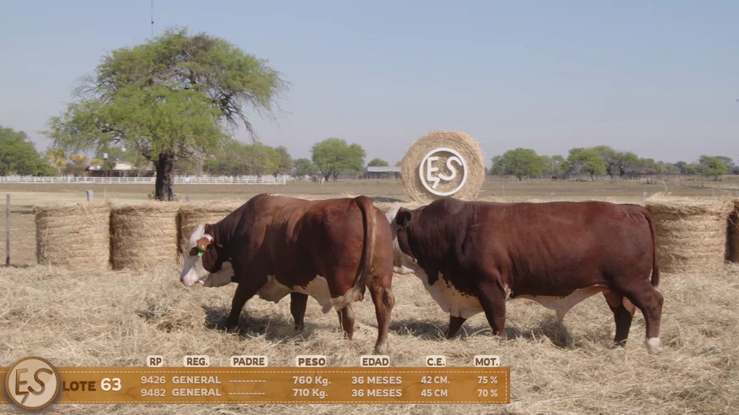 Lote Toro