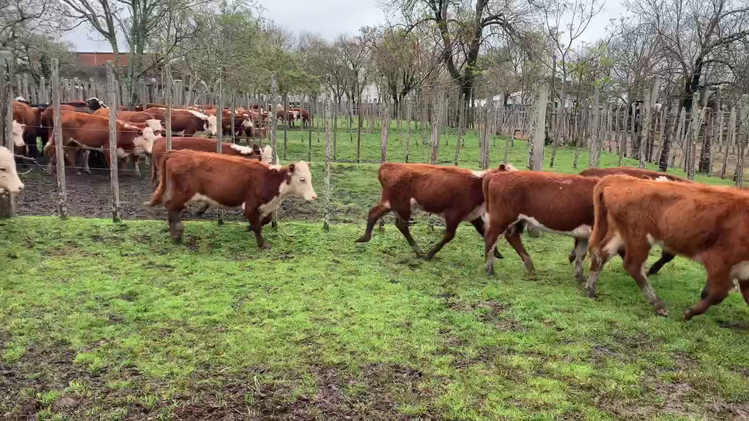 Lote 17 Terneras en Melo, Cerro Largo