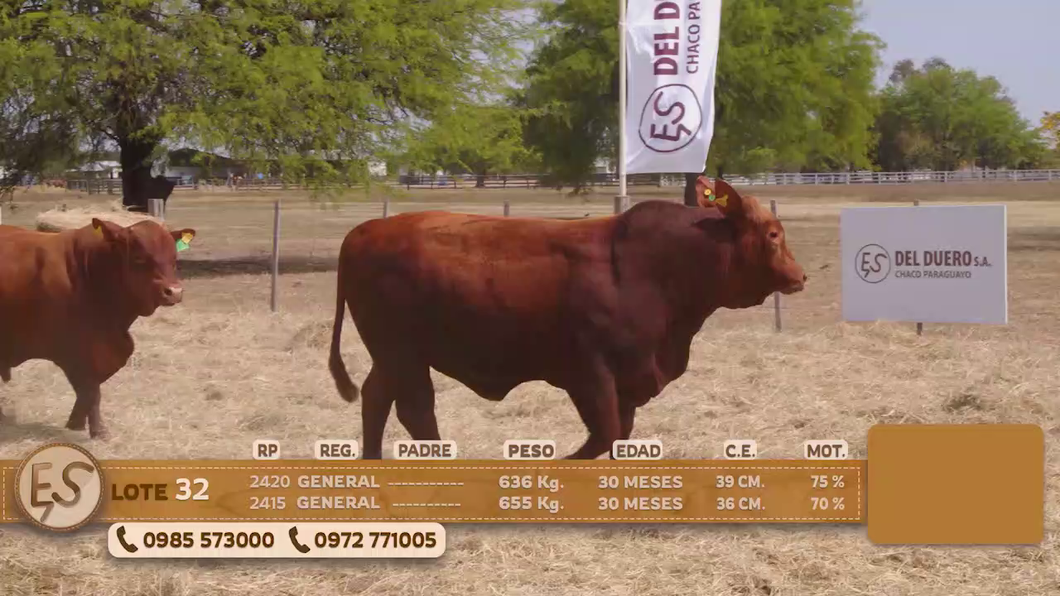Lote Toro