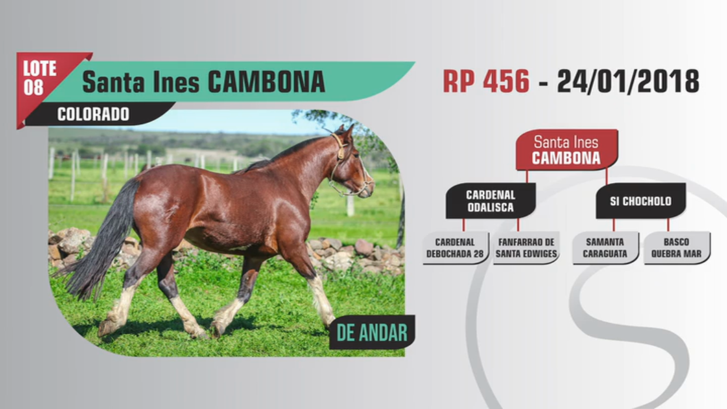 Lote Santa Ines CAMBONA