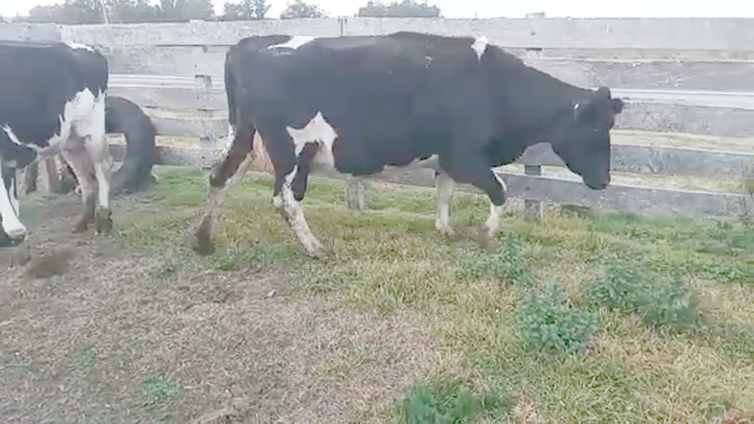 Lote 2 Vacas de Invernada HOLANDO a remate en PANTALLA CAMY 500kg - , San José