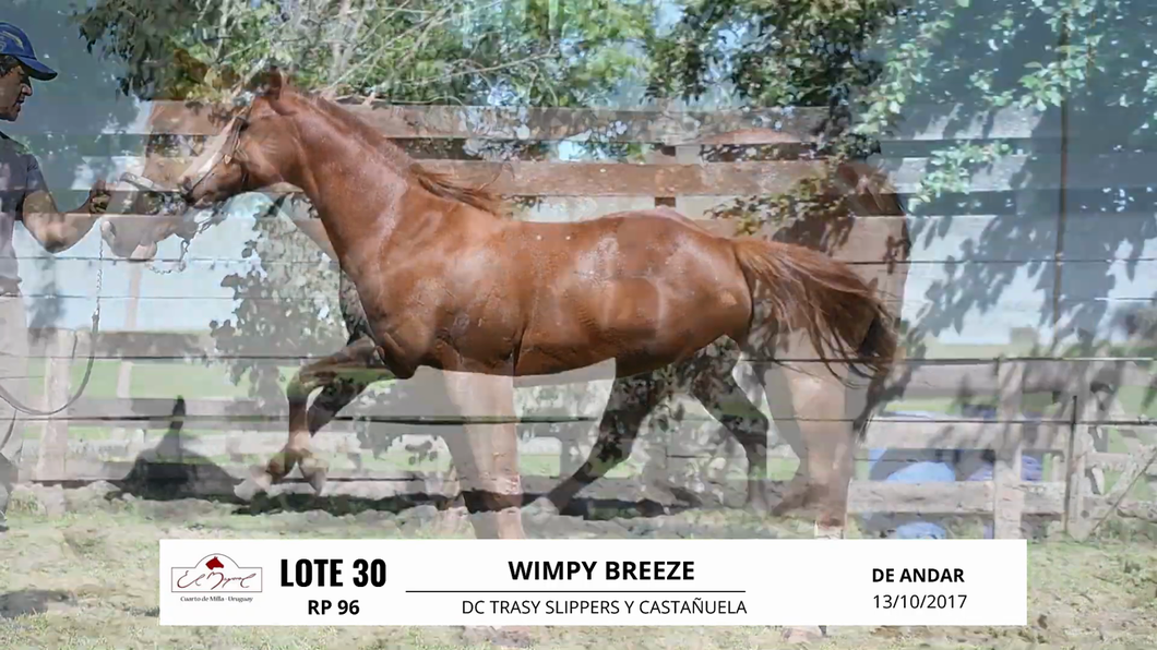 Lote WIMPY BREEZE