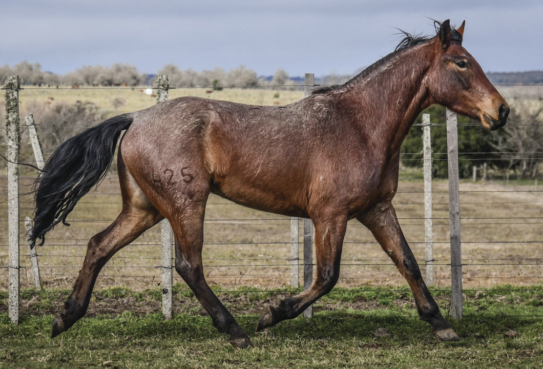 Lote VIKINGO LA FLECHILLA