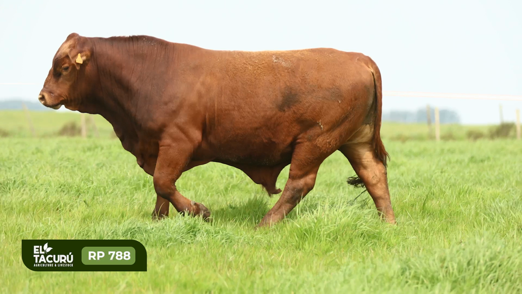 Lote Toros a remate en Subasta Virtual El Tacuru, Montevideo