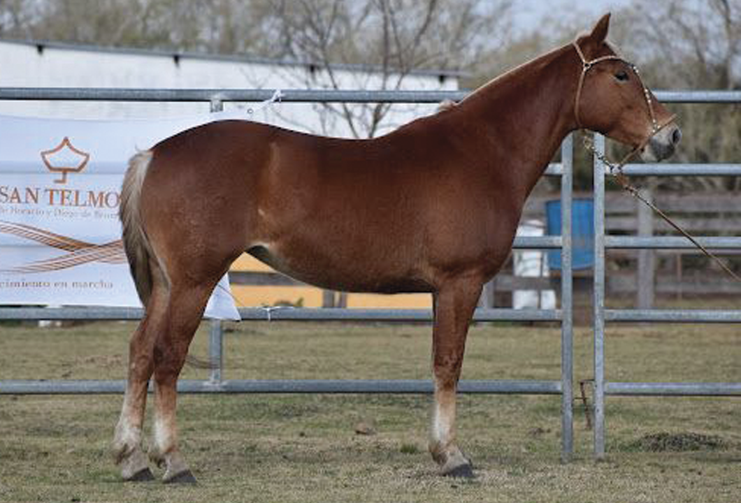 Lote MANCHA SAN TELMO