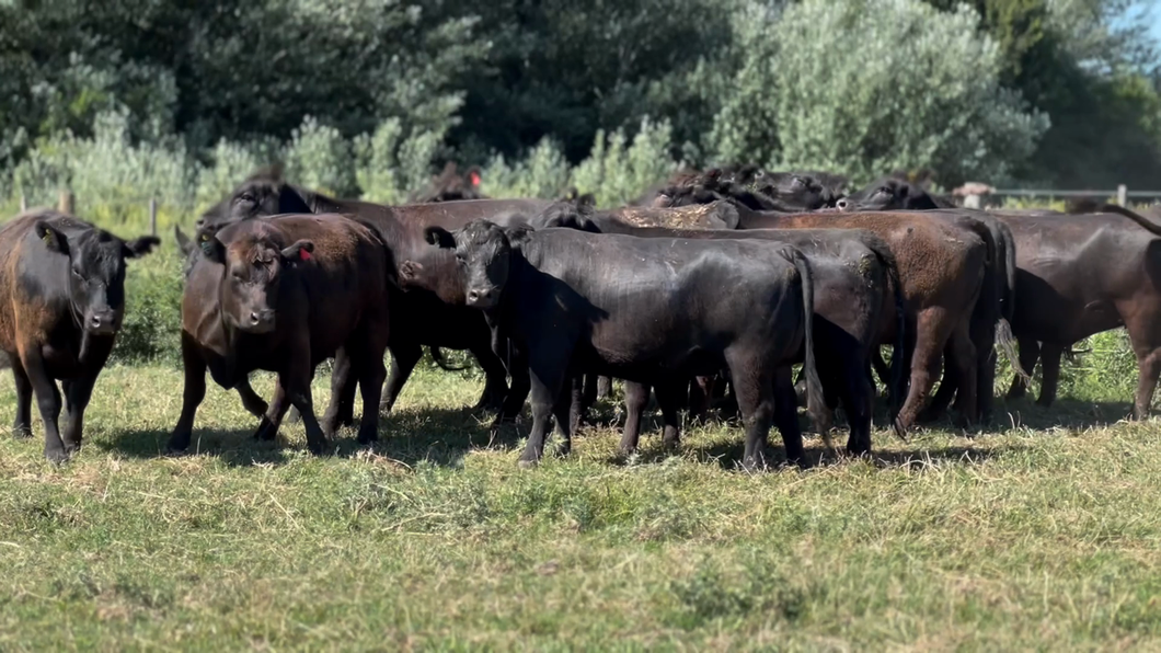 Lote 17 Vaquillonas preñadas