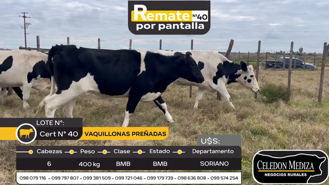 Lote 6 Vaquillonas preñadas en Agraciada, Soriano