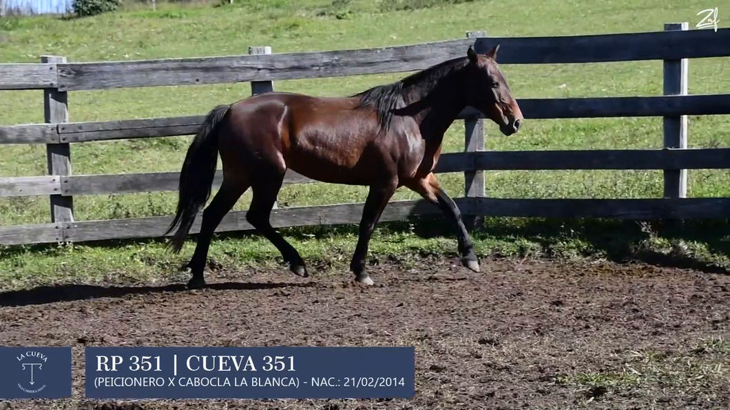 Lote Yegua de andar