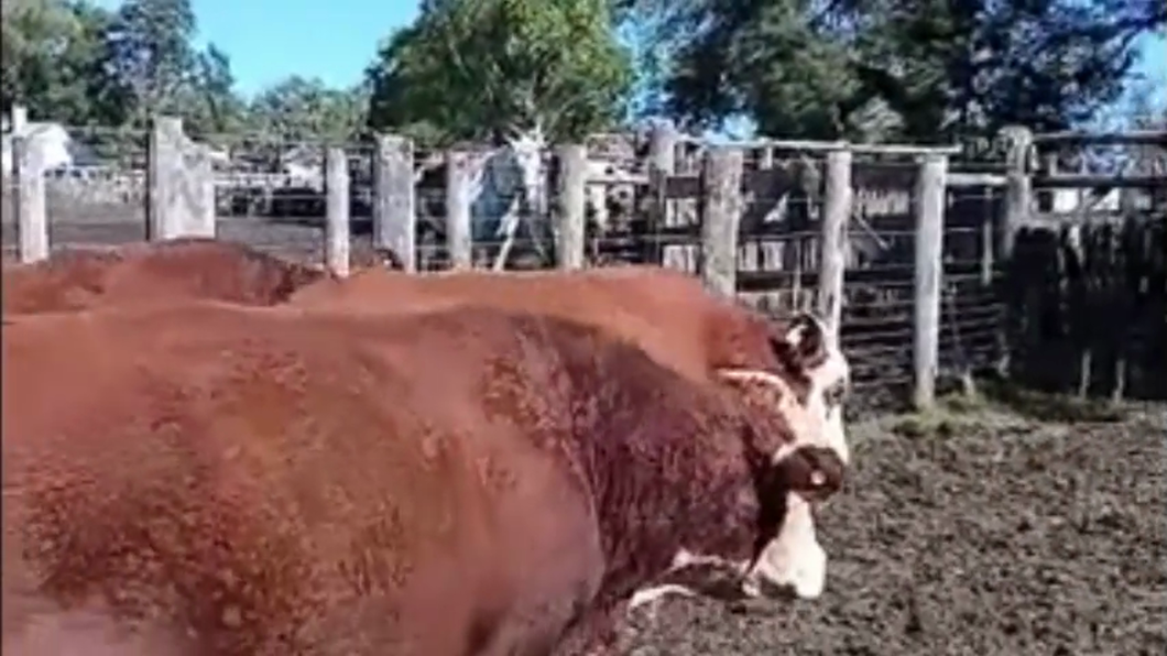 Lote 10 Toros