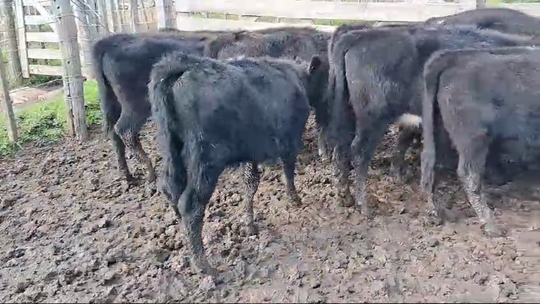 Lote 10 Terneras Angus y Cruzas a remate en Pantalla Camy  en Ruta 3 Km 130