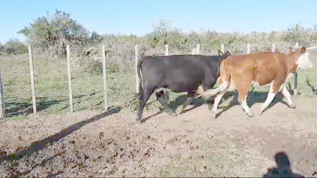 Lote (Vendido)70 Vacas de Invernada Angus,  Hereford y Cruzas a remate en 10º Subasta - CAB  450kg -  en Viboras