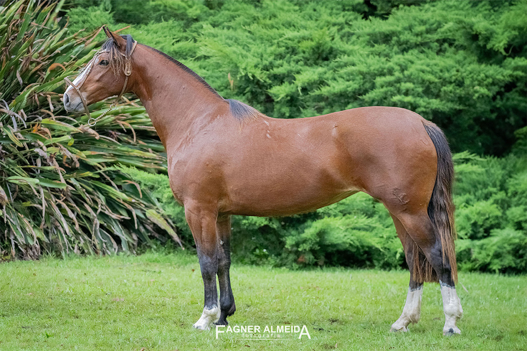 Lote QUELEN BURLADA