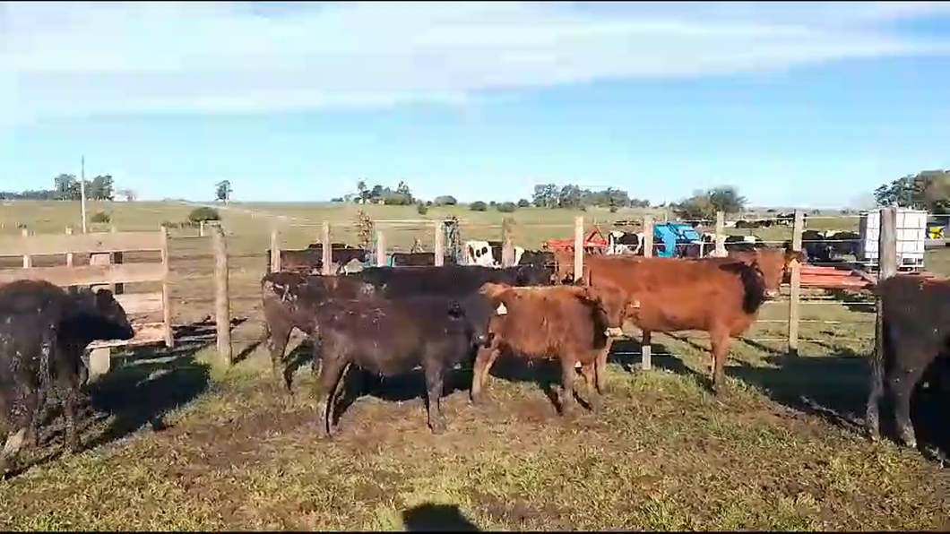 Lote 22 Terneros y Terneras AA a remate en Pantalla Camy  en Chamizo