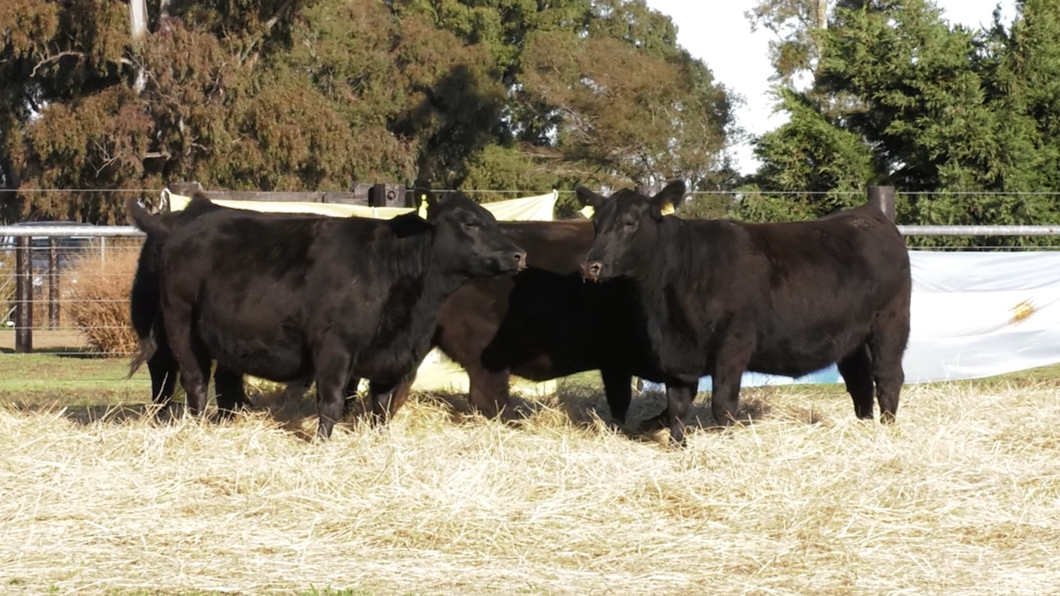 Lote VAQUILLONAS ANGUS PURO CONTROLADAS